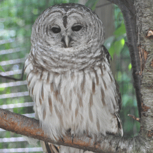 A Barred Owl perches on a tree branch.