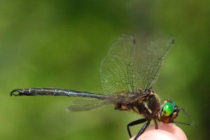 Close-up photo of a Hynes Emerald dragonfly.
