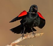 A Red-winged Blackbird perches on a branch. Credit to Josh Haas.