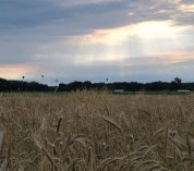 Rye variety trials at the W.K. Kellogg Biological Station in the summer of 2021. Photo by Leon Thelen.
