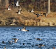 Ducks fly just over Wintergreen Lake during autumn at the W.K. Kellogg Bird Sanctuary. Credit to Roy Van Loo Jr.