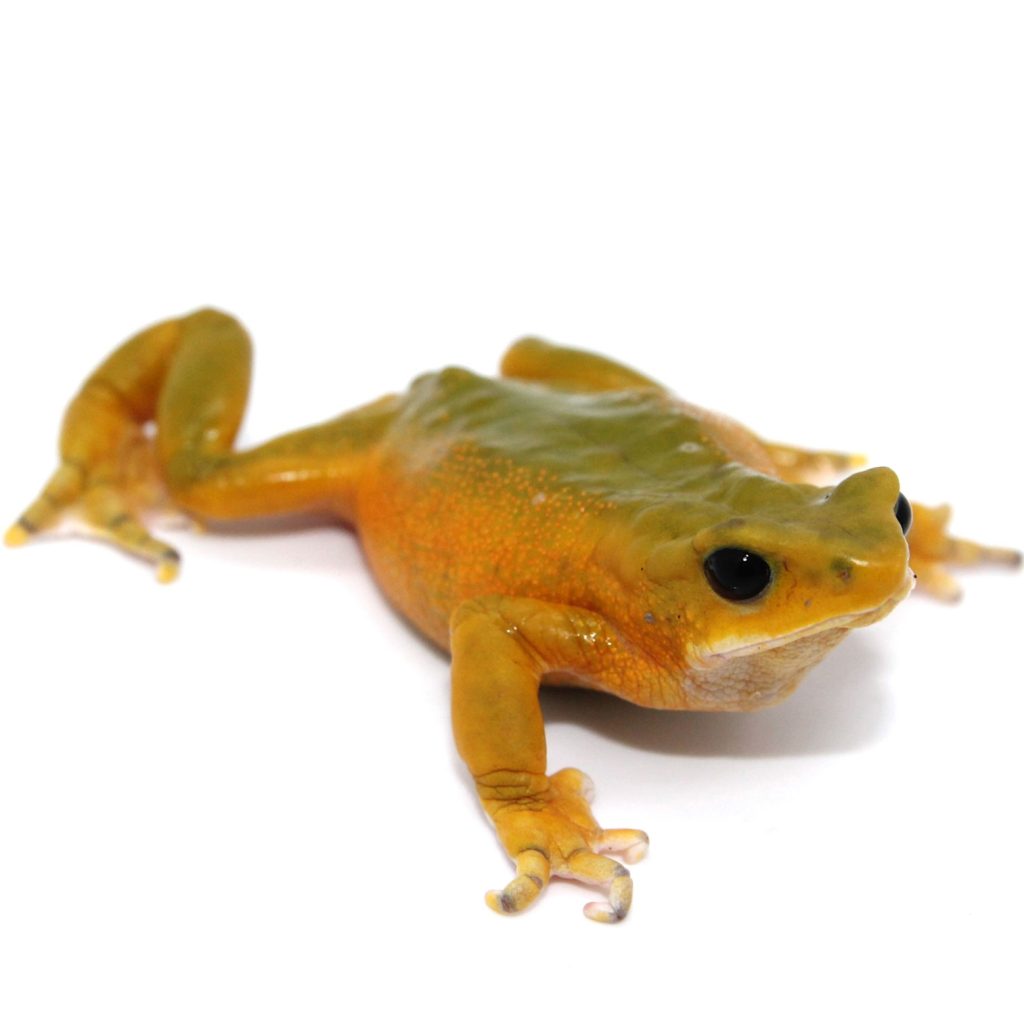 A bright orange harlequin frog, Atelopus bomolochos. Credit: Kyle Jaynes