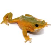 A bright orange harlequin frog, Atelopus bomolochos. Credit: Kyle Jaynes