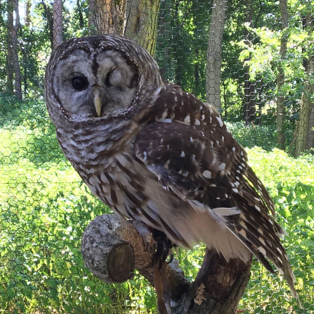 Odin, the W.K. Kellogg Bird Sanctuary’s resident Barred Owl, perches on a branch in a Sanctuary enclosure.