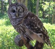 Odin, the W.K. Kellogg Bird Sanctuary’s resident Barred Owl, perches on a branch in a Sanctuary enclosure.
