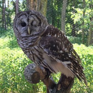Odin, the W.K. Kellogg Bird Sanctuary’s resident Barred Owl, perches on a branch in a Sanctuary enclosure.