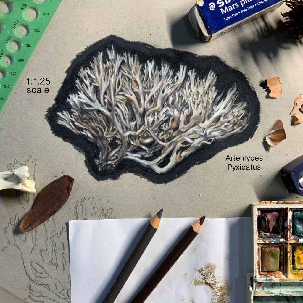 A sketch of crown-tipped coral by Taylor Scamehorn is shown on a piece of paper, surrounded by art supplies.