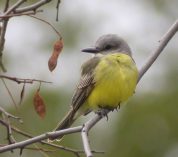 A Tropical Kingbird, a yellow-and-gray bird perches on a tree branch in the Munising, Michigan area.