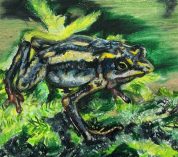 Sketch of a harlequin frog in green and yellow hues, by Taylor Scamehorn.
