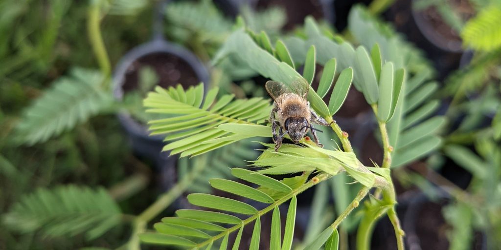 A bumblebee rests on a plant.