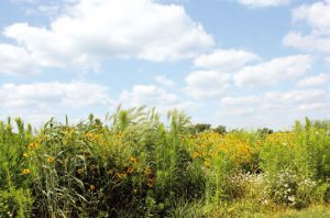 A diverse perennial polyculture treatment at the KBS GLBRC site features native prairie forbs and grasses.