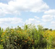 A diverse perennial polyculture treatment at the KBS GLBRC site features native prairie forbs and grasses.