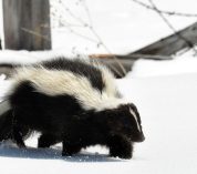 A skunk walks through fresh, fluffy snow.