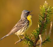 A Kirtland’s Warbler sings while perching on a tree branch. Credit to Josh Haas.