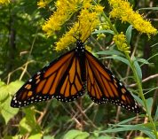 A monarch butterfly feeds on a goldenrod flower.