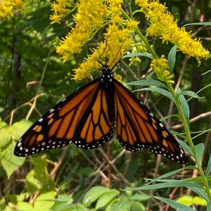 A monarch butterfly feeds on a goldenrod flower.