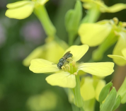 Wild radish flower being visited by its primary pollinator, a small sweat bee. Photo credit: Elijah Persson-Gordon
