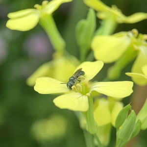 Wild radish flower being visited by its primary pollinator, a small sweat bee. Photo credit: Elijah Persson-Gordon