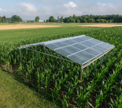 A rainout shelter stands over a portion of a cornfield at the KBS Long-term Ecological Research site on a summer day.