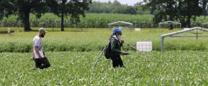 Michigan State University graduate students Cheyenne Lei (right) and Pietro Sciusco conduct albedo field measurements at the Kellogg Biological Station.