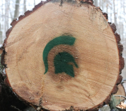 Large segment of tree trunk with an MSU Spartan logo spray painted onto the cut end.