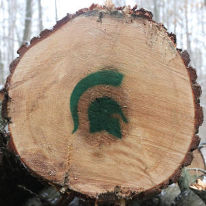 Large segment of tree trunk with an MSU Spartan logo spray painted onto the cut end.