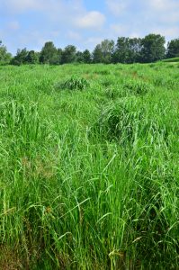 A photograph shows a field of light green switchgrass standing in front of darker green trees in the distance under a blue sky spotted with puffy white clouds.