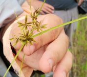 Close-up view of someone holding a piece of a Cyperus flavescens, or yellow flatsedge