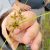 Close-up view of someone holding a piece of a Cyperus flavescens, or yellow flatsedge