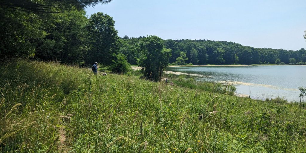 BioBlitz participants look for prairie plants along the shore of Wintergreen Lake at the W.K. Kellogg Bird Sanctuary.
