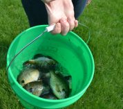 A green five-gallon bucket is shown with several sunfish on ice inside.