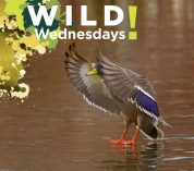 A Mallard Duck comes in for a landing on the W.K. Kellogg Bird Sanctuary’s Wintergreen Lake. Credit to Paul May.