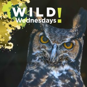 A Great Horned Owl stares at the camera. Credit to Paul May.