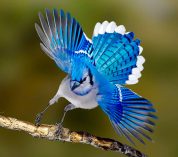 A Blue Jay alights on a tree branch. Credit to Josh Haas.
