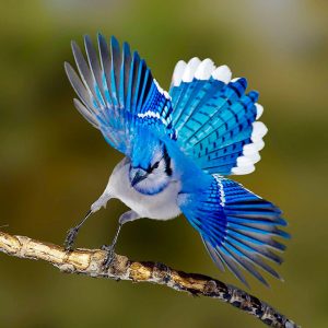 A Blue Jay alights on a tree branch. Credit to Josh Haas.