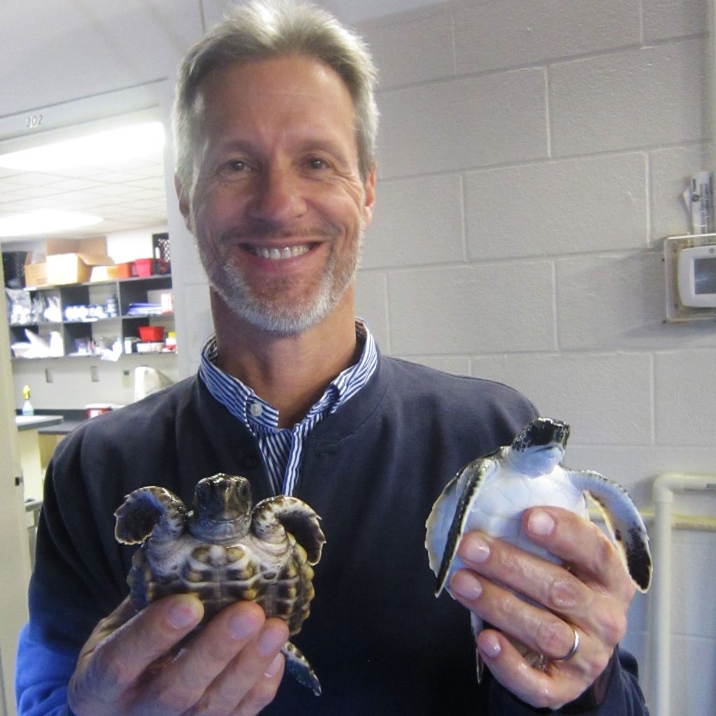 Fredric Janzen stands in a lab space holding two small turtles.