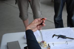 Close-up of a hand holding a male Ruby-throated Hummingbird during a banding event.