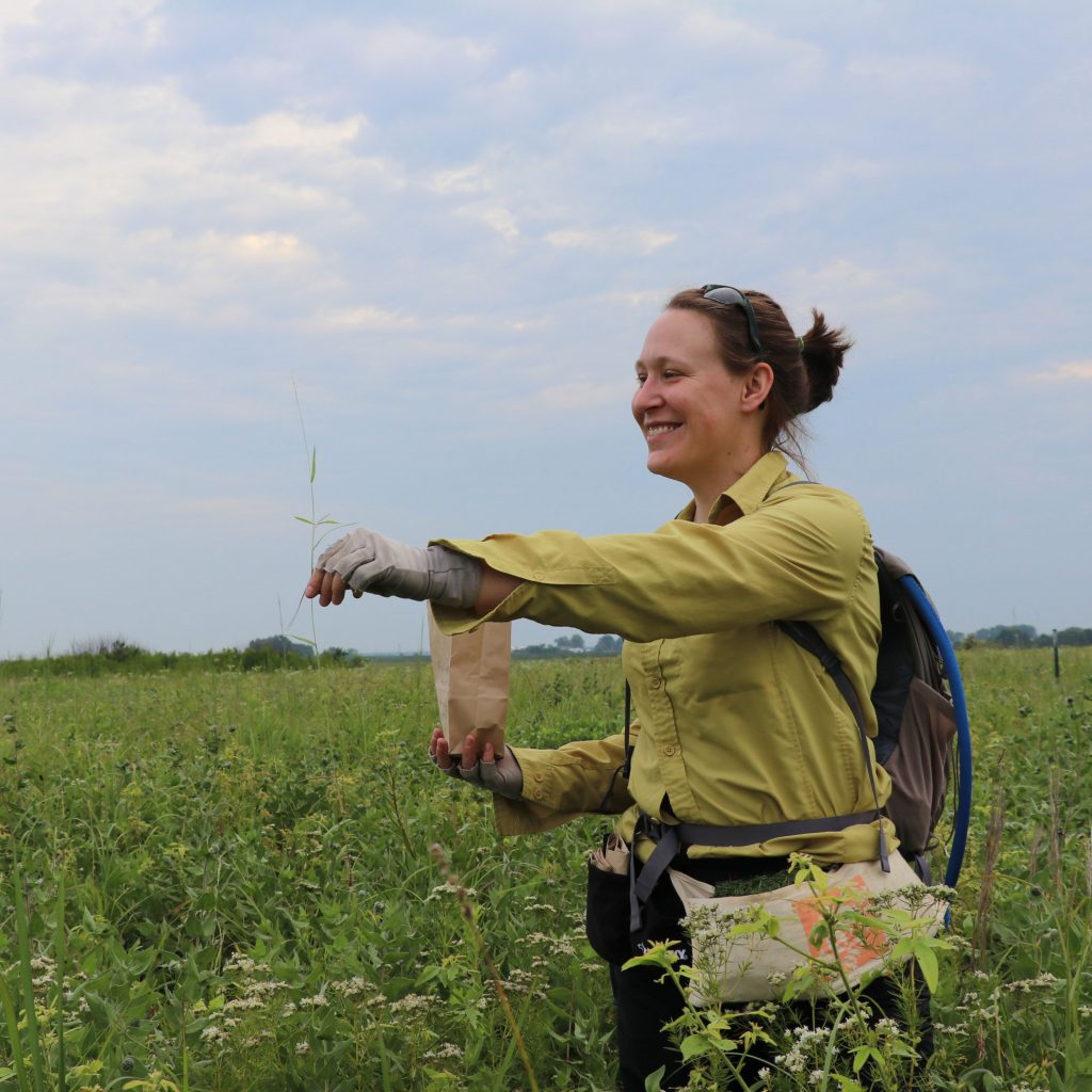 KBS faculty member Lauren Sullivan collects seeds from virgin tall grass at Tucker Prairie in Callaway County, Missouri. Credit to Melody Kroll.