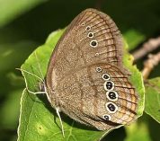 Close-up view of a Mitchell’s Satyr butterfly, a tan and brown butterfly with orange lines black spots lining the edges of its wings. Credit to Bill Bouton.