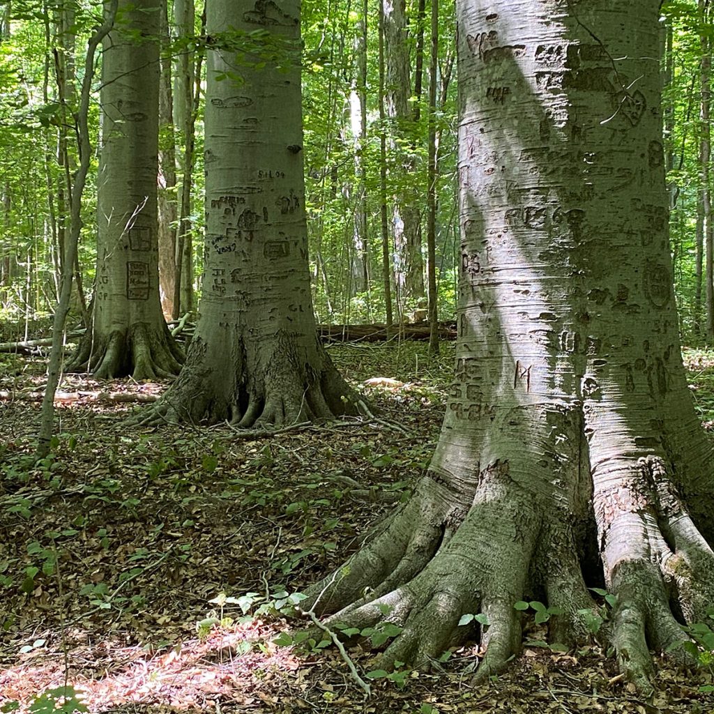 Three old-growth birch trees stand together in a forest with dappled sunlight.