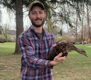 MSU graduate student Ben Luukkonen stands outside, holding a Mallard Duck.