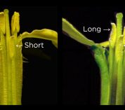 A side-by-side image of a wild radish’s stamen shows that, on the left, natural wild radishes have stamens of two easily discernible lengths. On the right, the difference in length is much less pronounced because of artificial selection.