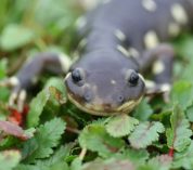 Close-up view of a California tiger salamander, one of the endangered species that might benefit from the use of genetic rescue. Credit: Adam Clause/UC Davis/Fws.gov