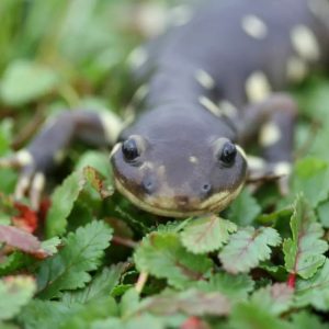 Close-up view of a California tiger salamander, one of the endangered species that might benefit from the use of genetic rescue. Credit: Adam Clause/UC Davis/Fws.gov