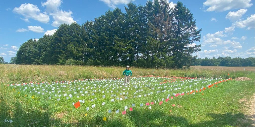Robin Waterman stands in the middle of a rectangular plot marked with small white flags on a sunny summer day, one of four field plots for her reciprocal transplant field experiment. Credit: Brooke Catlett.