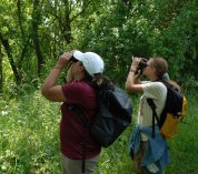 Two birdwatchers stand together in a wooded area, peering through binoculars up into the tree canopy. Credit to Corinn Rutkoski.