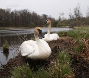 A pair of Trumpeter Swans rest near their nest, on the edge of water at the W.K. Kellogg Bird Sanctuary.