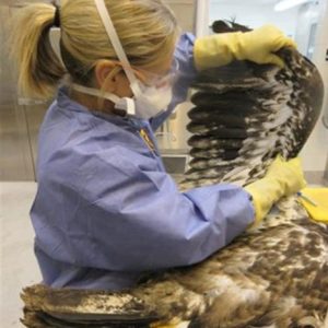 Julie Melotti works with a large raptor in an exam room.
