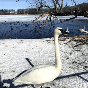 A Trumpeter Swan stands on the snowy bank of Wintergreen Lake at the W.K. Kellogg Bird Sanctuary.
