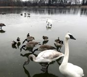 Geese, swans and ducks stand on a frozen section of Wintergreen Lake at the W.K. Kellogg Bird Sanctuary.